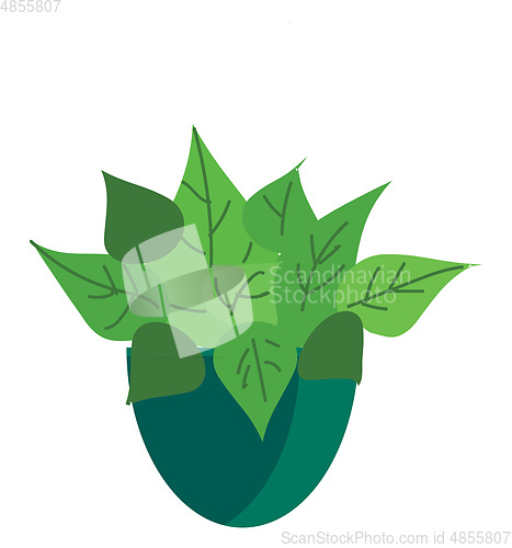 Image of An indoor decorative plant potted in a beautiful blue pot vector