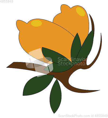 Image of Two yellow lemons with green leaves on a brown branch  vector il