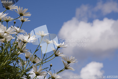 Image of daisys