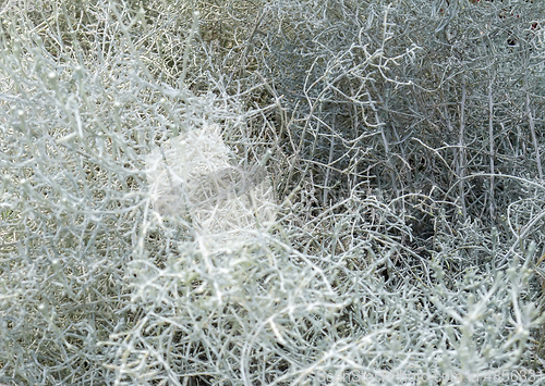 Image of light grey vegetation closeup