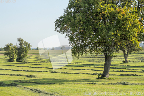 Image of meadow with fruit trees