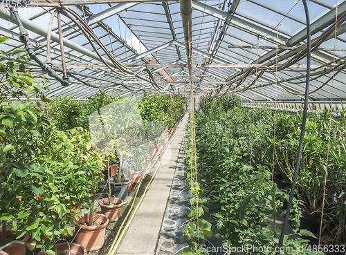 Image of sunny greenhouse scenery