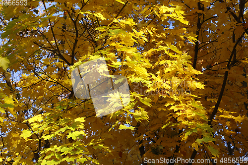 Image of Beautiful golden autumn leaves of maple