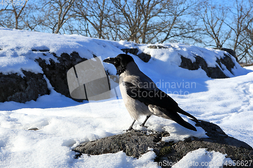 Image of Hooded Crow, Corvus cornix, in Winter