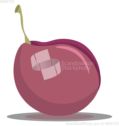 Image of A pink plum vector or color illustration