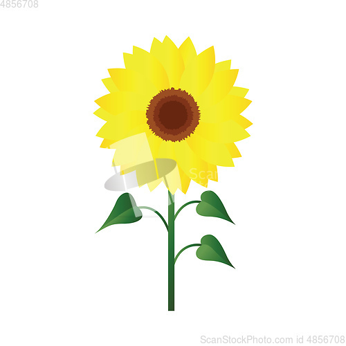 Image of Vector illustration of sunflower with green leafs on white backg