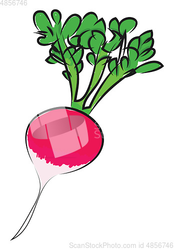 Image of A pink radish, vector color illustration.