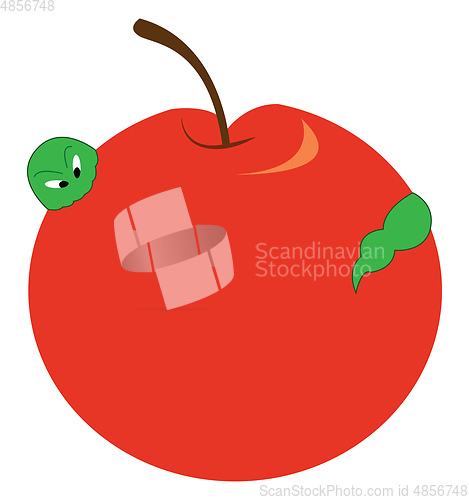 Image of Red apple vector or color illustration