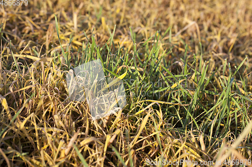 Image of green barley