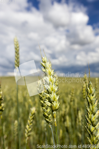 Image of wheat ear
