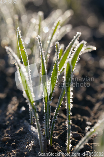 Image of Green grass close-up