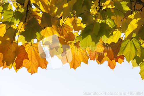 Image of maple autumn