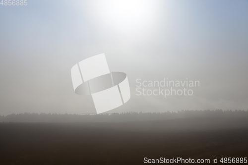 Image of Field and trees in autumn fog