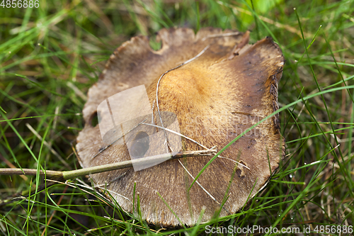 Image of dangerous mushroom