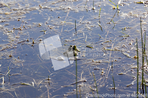 Image of swamp with frogs