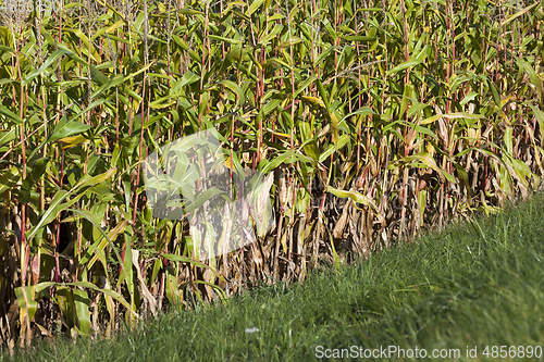 Image of autumn dry corn