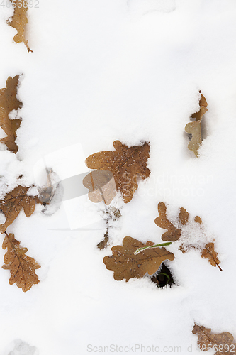 Image of yellow leaves on snow