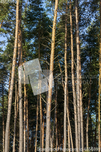 Image of tall pine tree