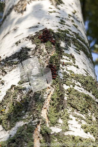 Image of birch bark