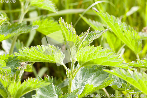 Image of Green nettle, summer