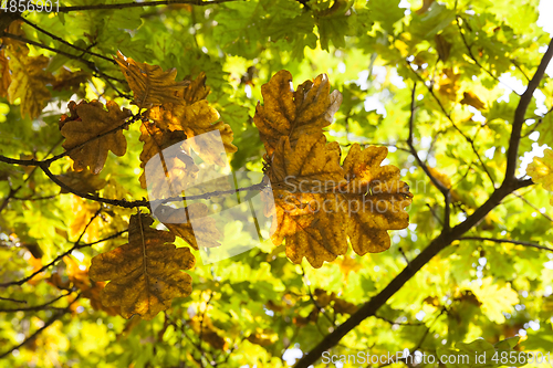 Image of oak autumn