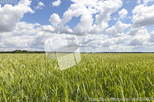 Image of Green ears of rye