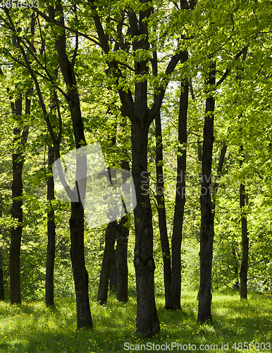 Image of Trees in summer