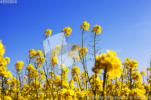 Image of Yellow blossoming rape