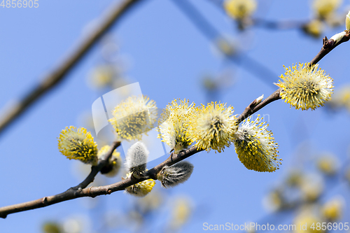 Image of Blossoming tree