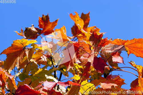 Image of red beautiful maple