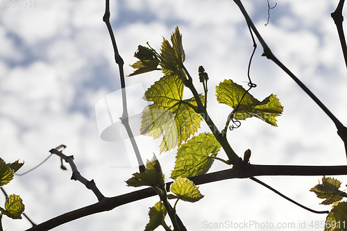 Image of Leaves of grapes, spring