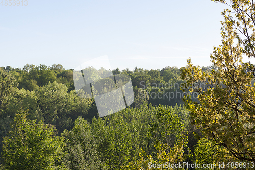 Image of Forest in the spring season