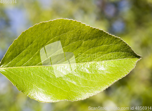 Image of green leaf pear
