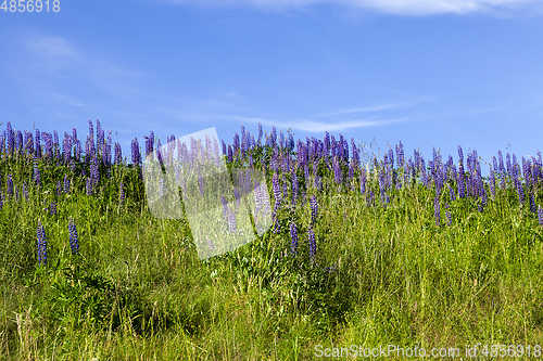 Image of lupine purple