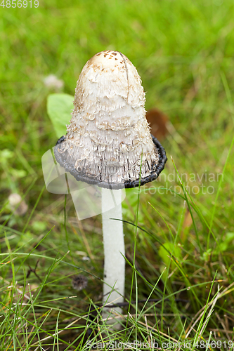 Image of mushroom dung