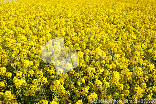 Image of Yellow blossoming rape