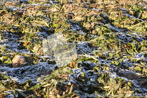 Image of beetroot frozen crops
