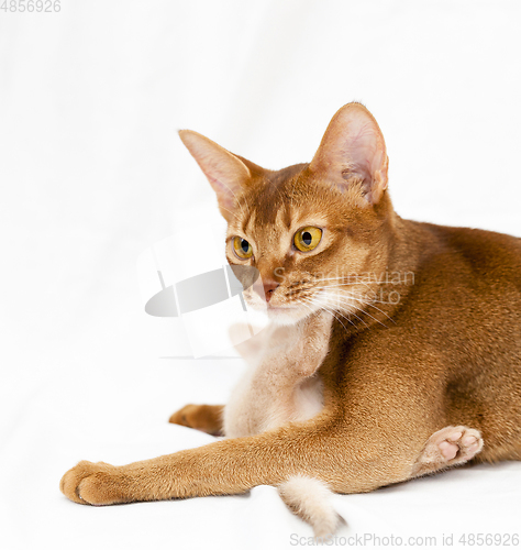 Image of abyssinian cat and kitten
