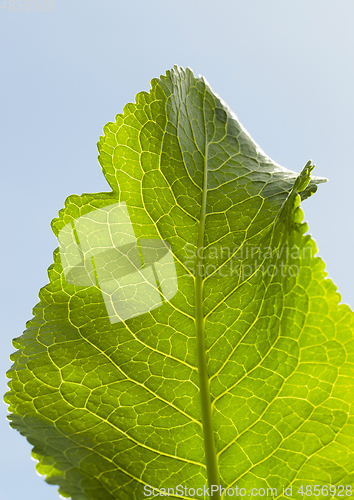 Image of green horseradish