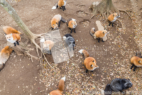 Image of Fox waiting for food