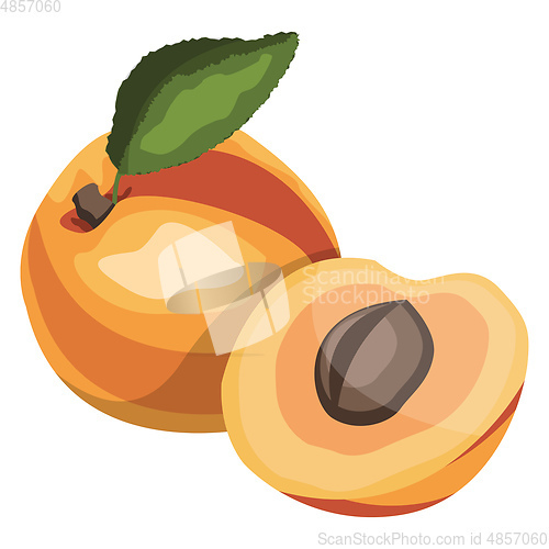 Image of Apricot with  green leaf cartoon fruit vector illustration on wh