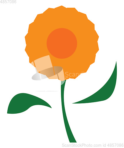 Image of A beautiful orange flower vector or color illustration