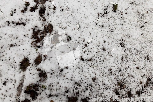 Image of rotten leaves under the snow