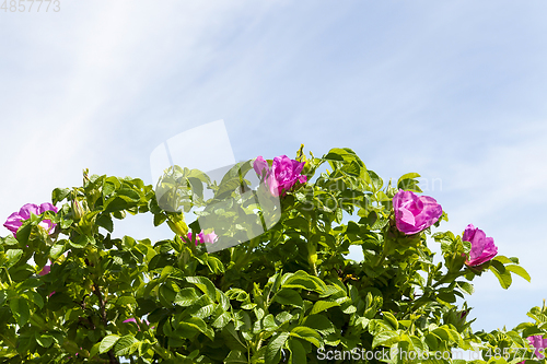 Image of Red flowers rose