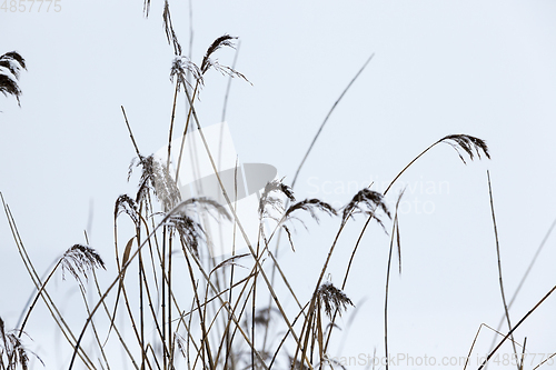 Image of Dry plants in winter