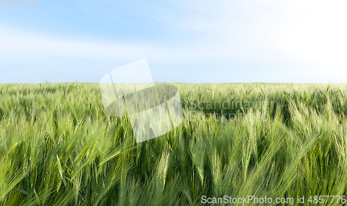 Image of Field with barley