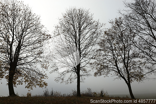 Image of Trees in autumn