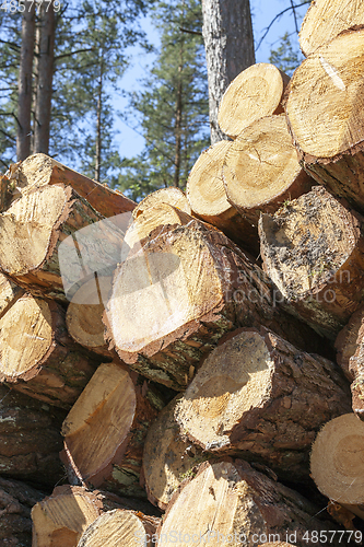 Image of Trunks of pines, wood