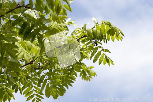 Image of foliage rowan spring