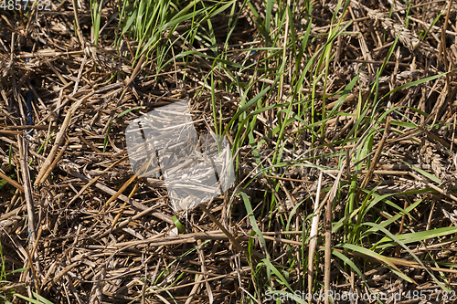 Image of straw wheat